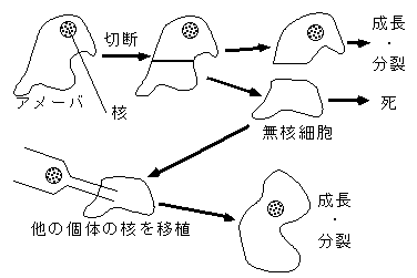 核のはたらき