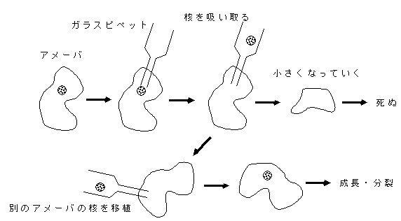 アメーバの核を除く