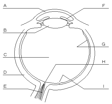 眼模式図