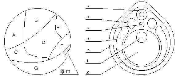 両生類の胚