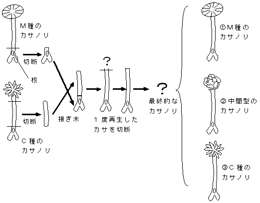 核の働き