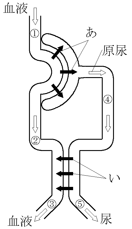 腎臓模式図