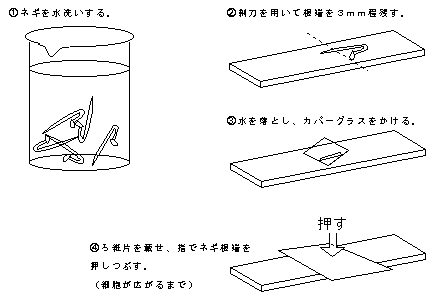 ネギの根端の観察