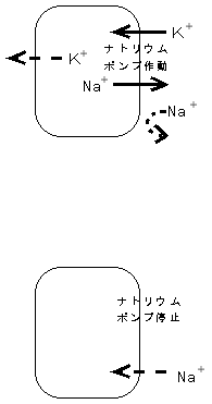 膜電位の発生