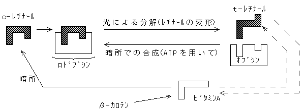 ロドプシン
