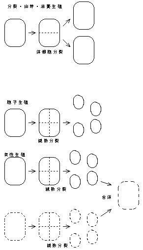 生殖の方法